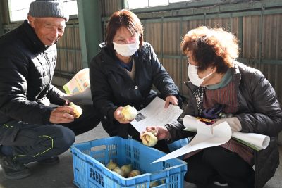 新タマネギの出荷基準確認